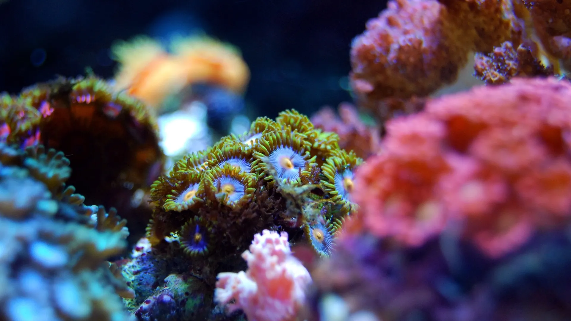 Coral 2745956_1920