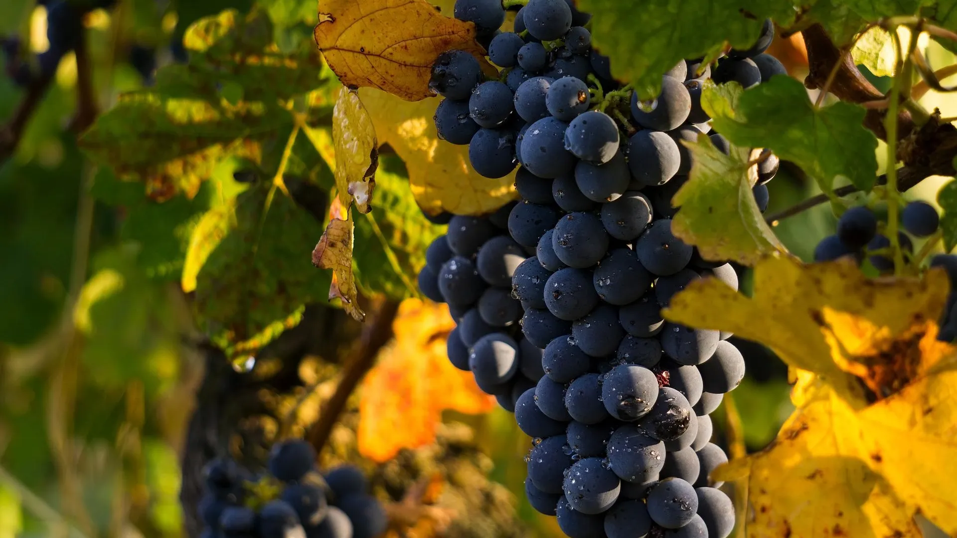 Grapes G24e111909_1920