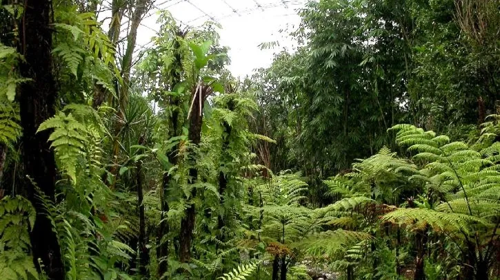 Madagascar Conserving Biodiversity And Protecting Farmers Livelihoods 725x544