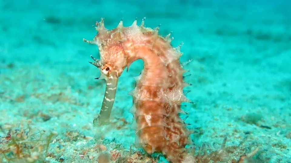Seahorse 1538013_960_720