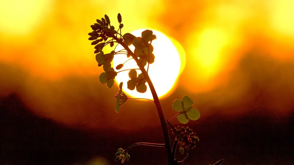 Sun 5105003_960_720