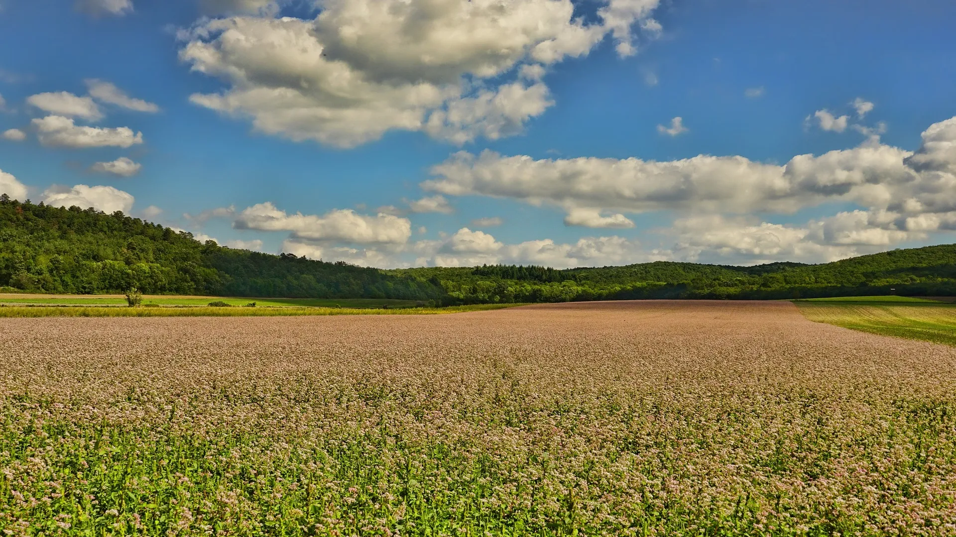 Organic Agriculture 4496935_1920
