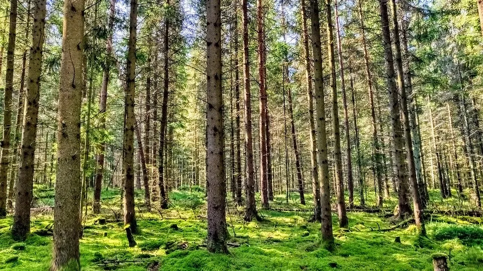 Forest 4383436_960_720