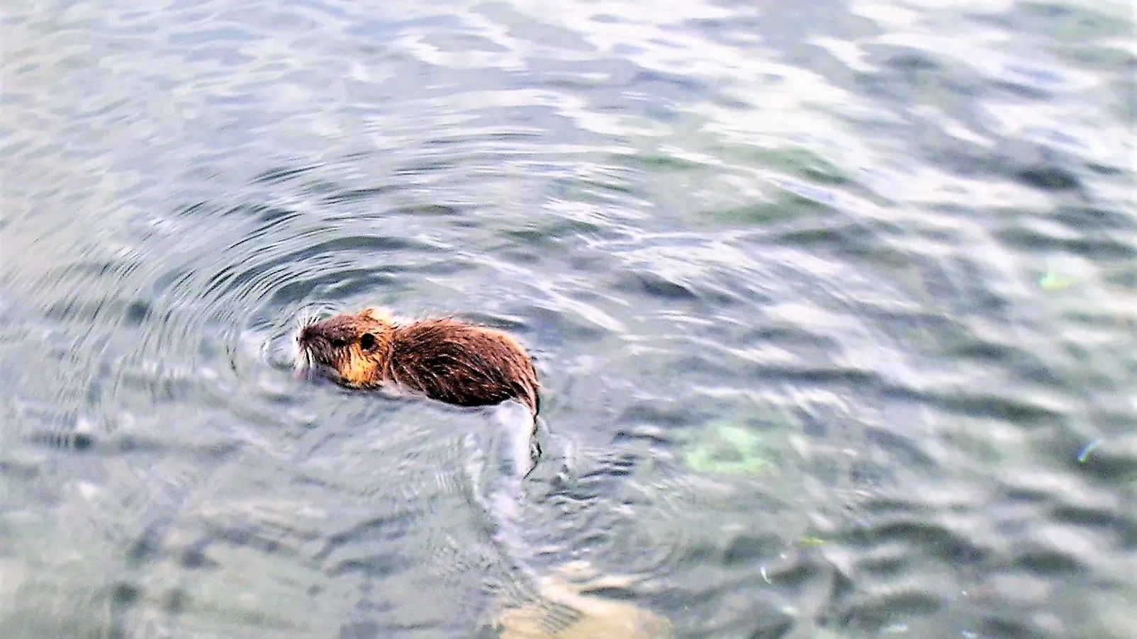 Nutria_myocastor_nel_suo_habitat_di_acqua_dolce