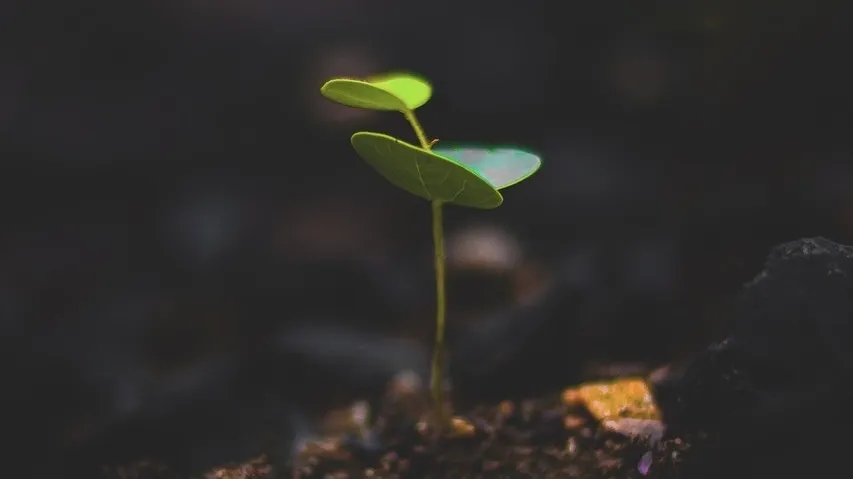 Plant 5310423_1280 2