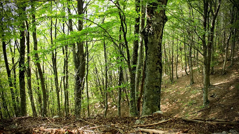 800px Particolare_della_foresta_di_faggi_ _Parco_Naturale_dei_Monti_Aurunci