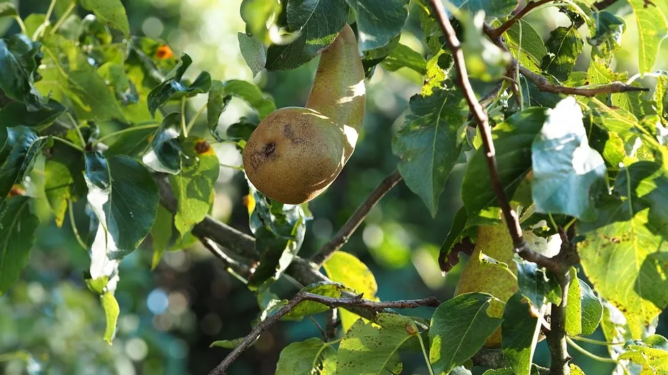 Pear 2698356_960_720