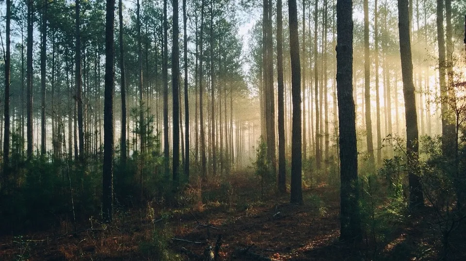 Forest 690075_960_720